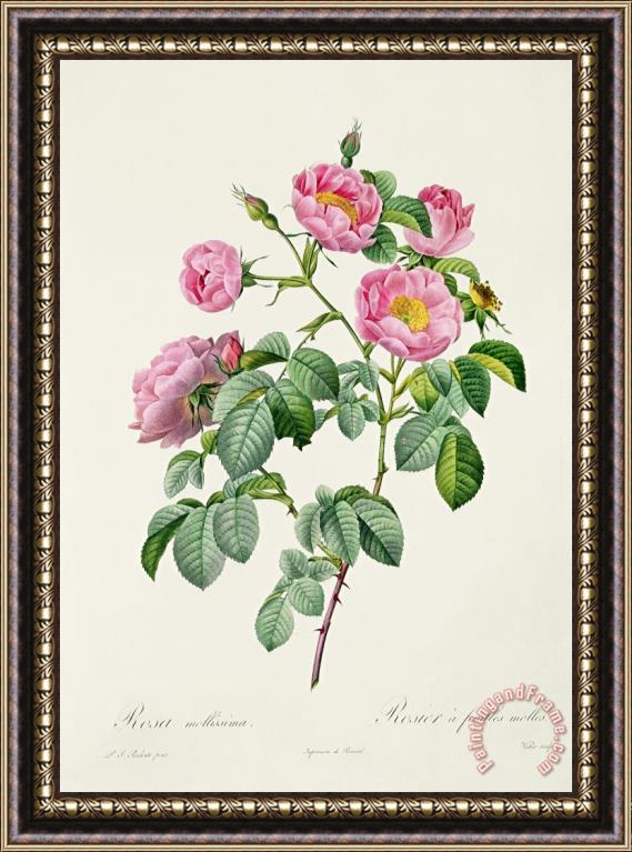 Claude Antoine Thory Rosa Mollissima Framed Painting