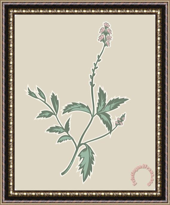 Collection 10 Verbena Flowering Plant Framed Painting