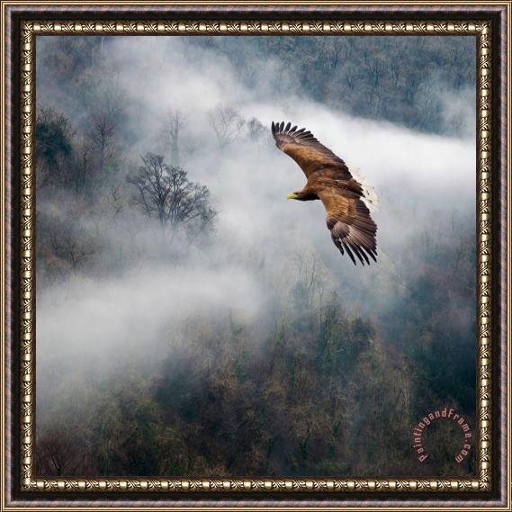 Collection 11 Eagles Dare Framed Print