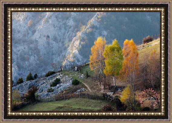 Collection 12 Autumn Birches Framed Painting