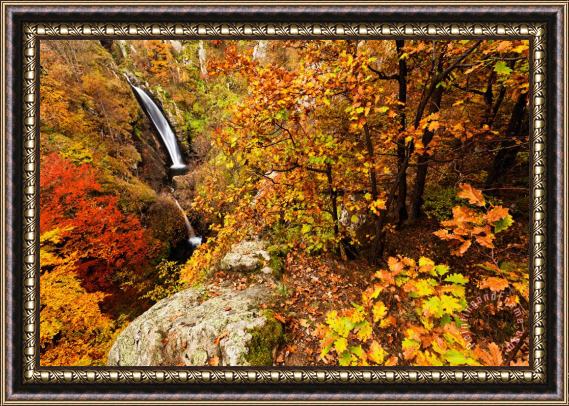 Collection 12 Autumn falls Framed Painting