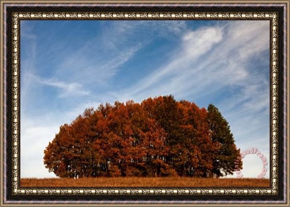 Collection 12 Compact Forest Framed Painting