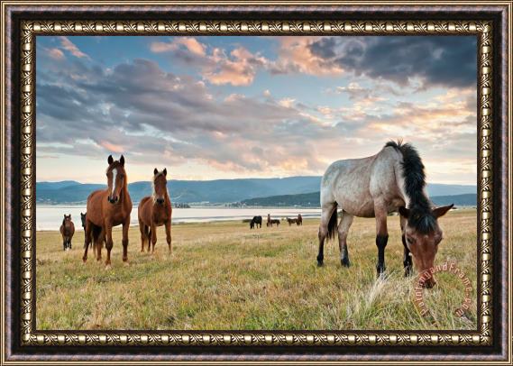 Collection 12 Curious Horses Framed Print