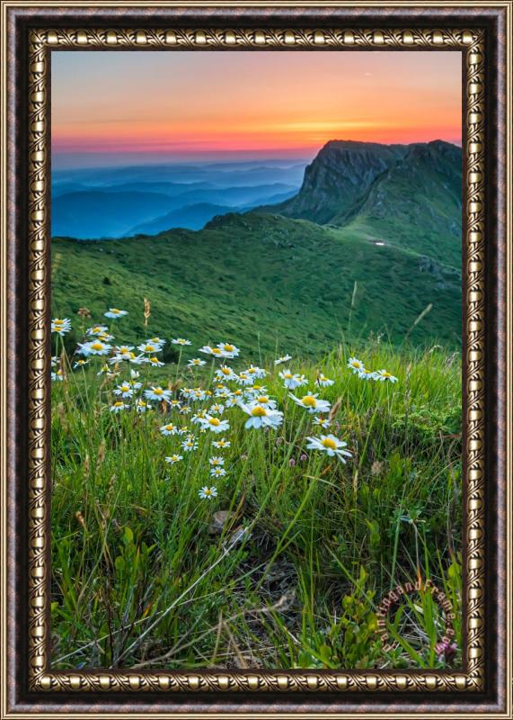 Collection 12 Daisies in the Mountyain Framed Print