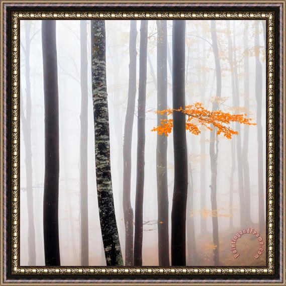Collection 12 Delicate Forest Framed Print