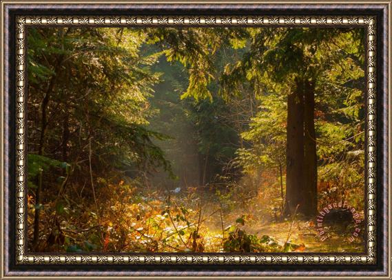 Collection 12 Enchanted Forest Framed Print