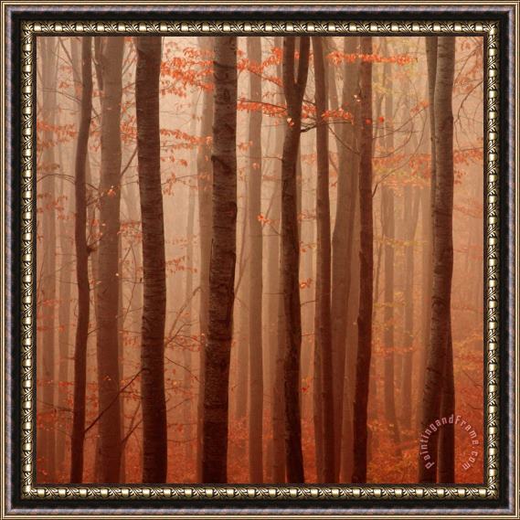 Collection 12 Forest Barcode Framed Painting