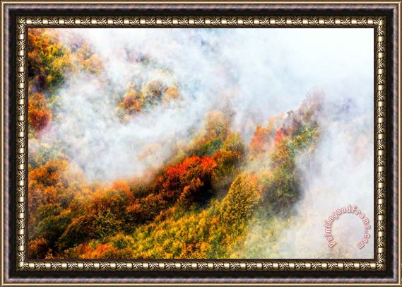 Collection 12 Forest in Veil of Mists Framed Print