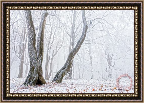 Collection 12 Frostbitten Forest Framed Print