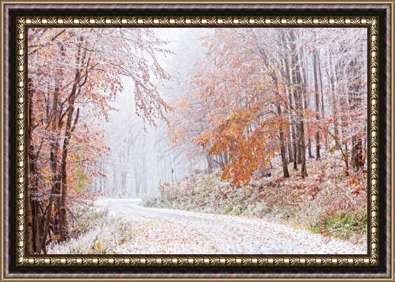 Collection 12 Frozen Road in Frosted Forest Framed Print