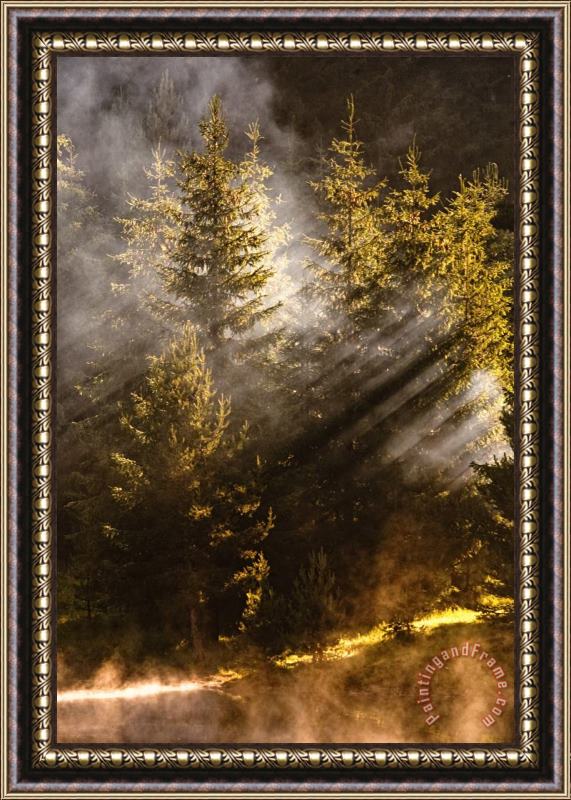 Collection 12 Golden Sunbeams Framed Painting