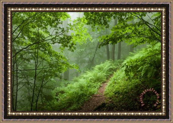 Collection 12 Green Forest Framed Print