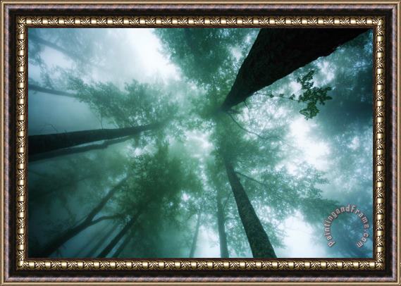 Collection 12 High In the Mist Framed Painting