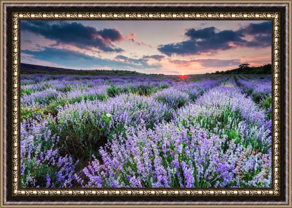 Collection 12 Lavender Sea Framed Print
