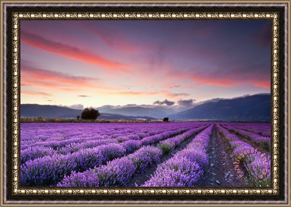 Collection 12 Lavender Season Framed Painting