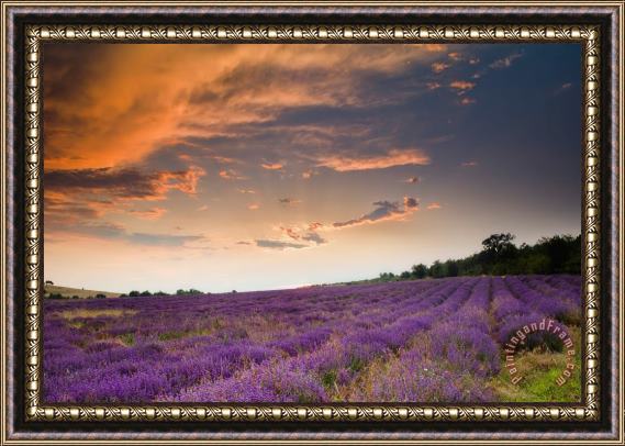 Collection 12 Lavender sunset Framed Painting
