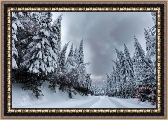 Collection 12 Magnificent Forest Framed Painting