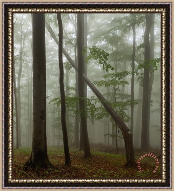 Collection 12 Old Beech Forest Framed Print