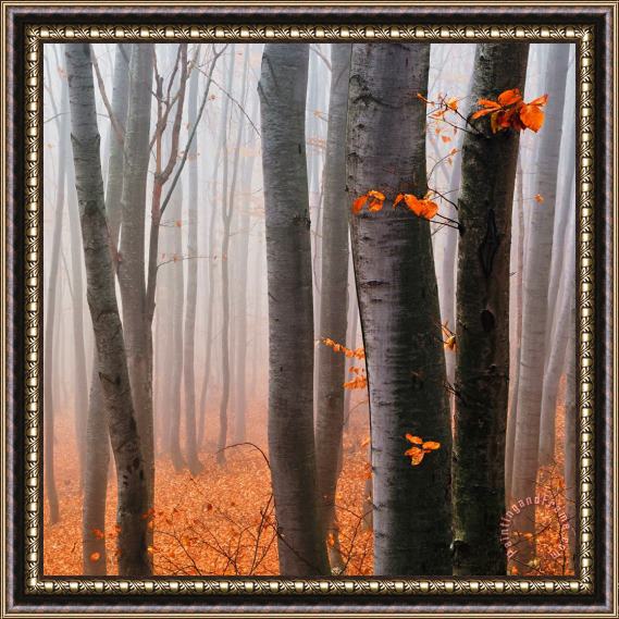 Collection 12 Orange Wood Framed Painting