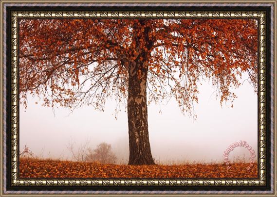 Collection 12 Red Tree Framed Print