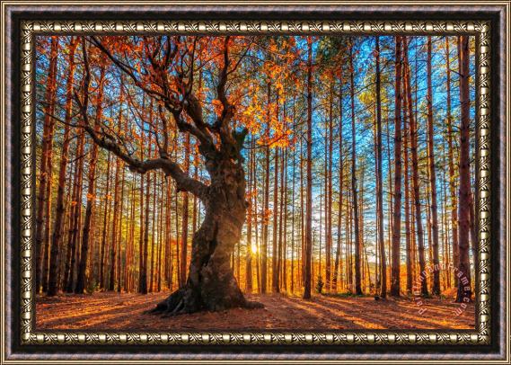 Collection 12 The Lord of the Trees Framed Painting