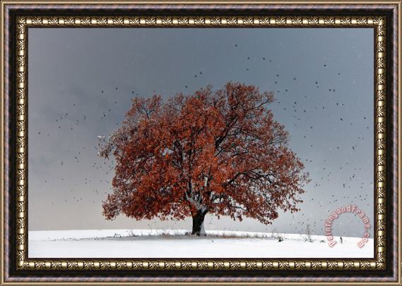 Collection 12 Tree of Life Framed Print