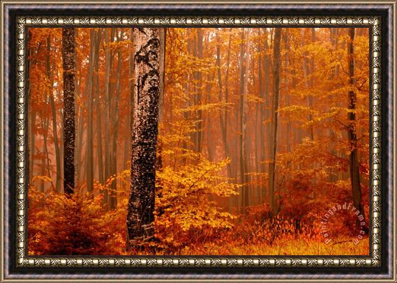 Collection 12 Welcome to Orange Forest Framed Print
