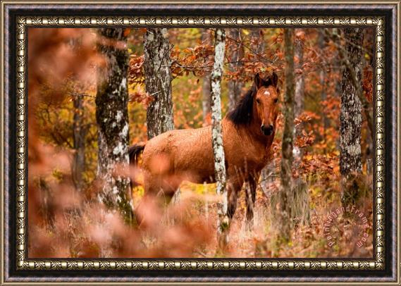 Collection 12 Wild Framed Print