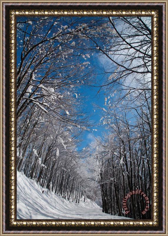 Collection 12 Winter Road Framed Painting