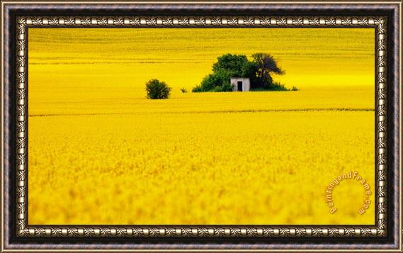 Collection 12 Yellow Framed Print
