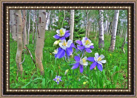 Collection 14 Aspens and Columbines Framed Painting