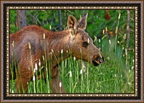 Baby, Bye Bye Framed Paintings - Baby Moose by Collection 14