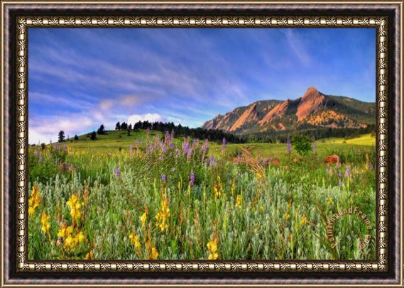 Collection 14 Colorado Wildflowers Framed Painting