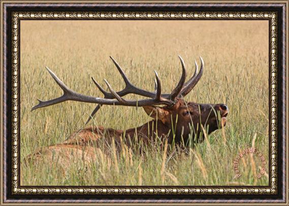 Collection 14 Elk Bugle Framed Painting