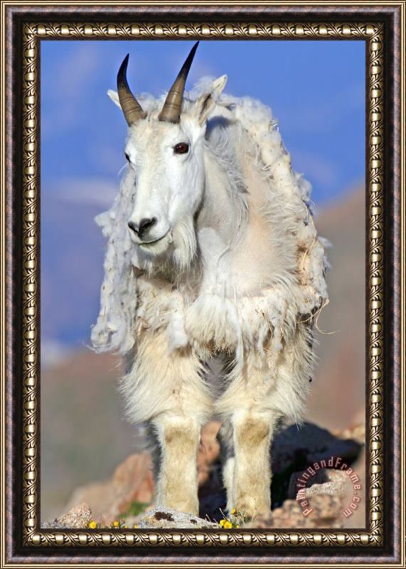 Collection 14 King of The Mountain Framed Print