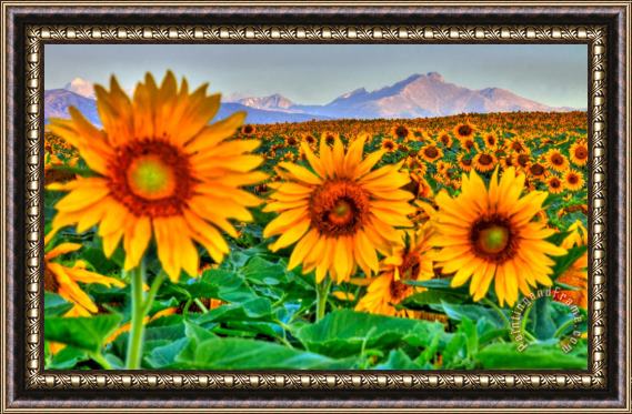 Collection 14 Longs Sunflowers Framed Painting