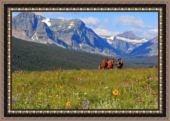 Collection 14 Montana Horses Framed Print