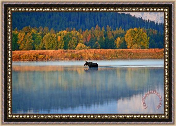 Collection 14 Moose Crossing Framed Print