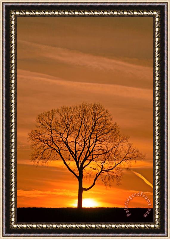 Collection 14 Rising Up Framed Print
