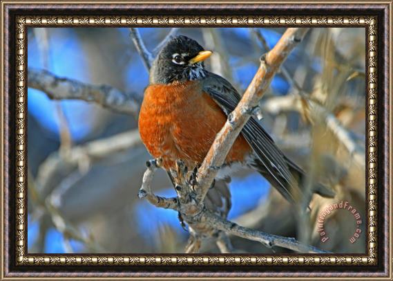 Collection 14 Robin Framed Painting