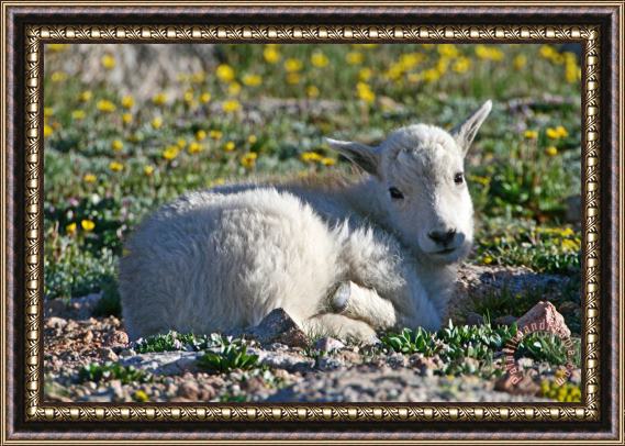Collection 14 Sleeping In The Wildflowers Framed Print