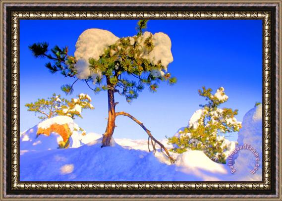 Collection 14 Snow Tree Framed Print