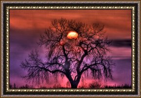 Olive Trees And Poppies Framed Paintings - Sunrise Through The Foggy Tree by Collection 14