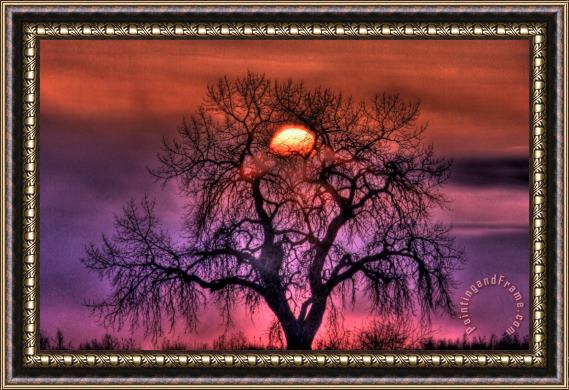 Collection 14 Sunrise Through The Foggy Tree Framed Painting