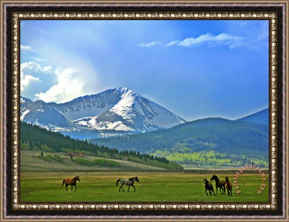 Collection 14 The Chase Framed Print