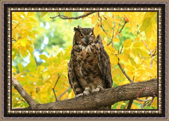 Collection 14 The Great Horned Owl Framed Print