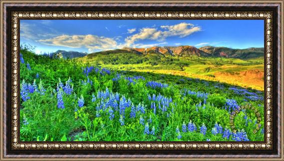 Collection 14 Wildflower Wonder Framed Painting