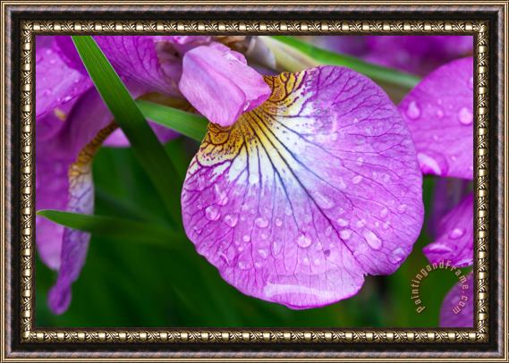 Collection 3 Purple Iris with Spring Rain Drops Framed Painting