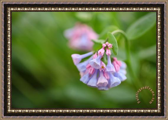 Collection 3 Virginia Bluebells Framed Painting