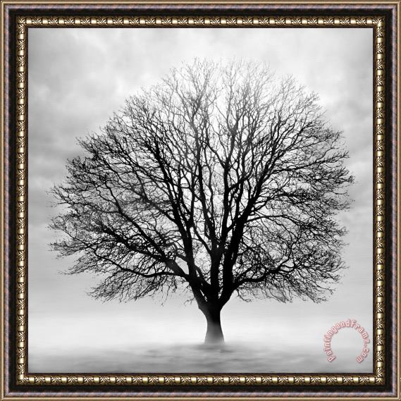 Collection 5 Silent Tree Framed Painting